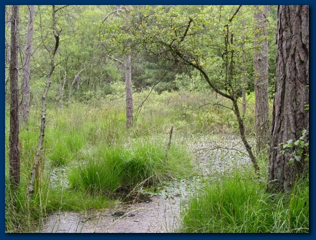 600x449 pixels (195K)